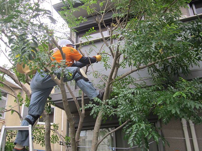 植栽の剪定