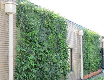 壁面緑化技術紹介 施工 緑化隊 屋上緑化メンテナンスの専門家
