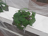 植えたばかりのサツマイモ苗