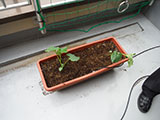 屋上菜園　オフィスの菜園4