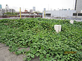 水耕栽培によるサツマイモ緑化 1