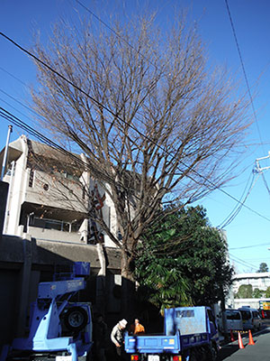 庭木のお手入れ1 beforeafter